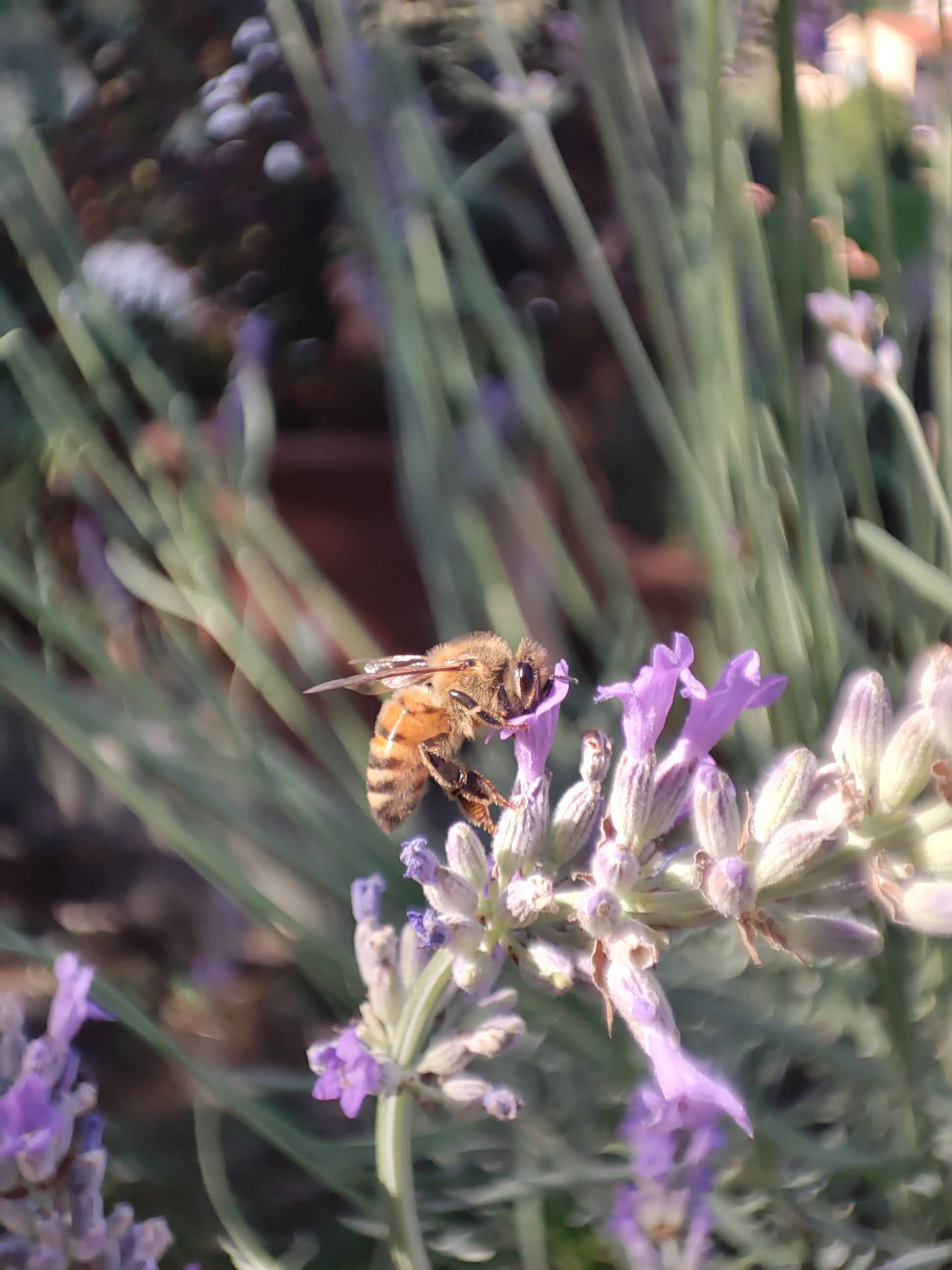 Ape su lavanda