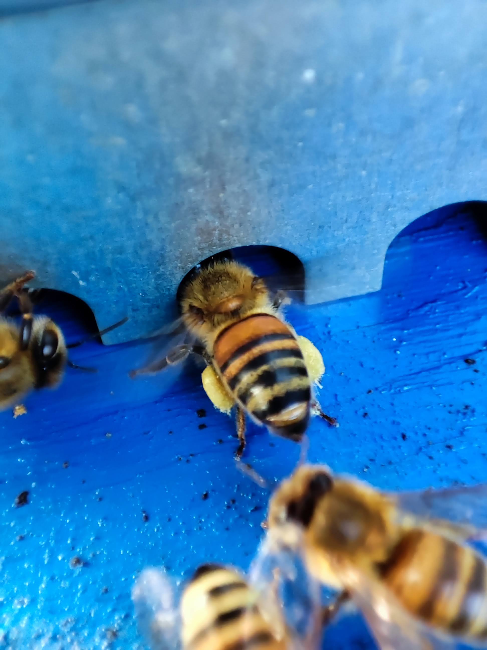 Ape all'ingresso dell'arnia