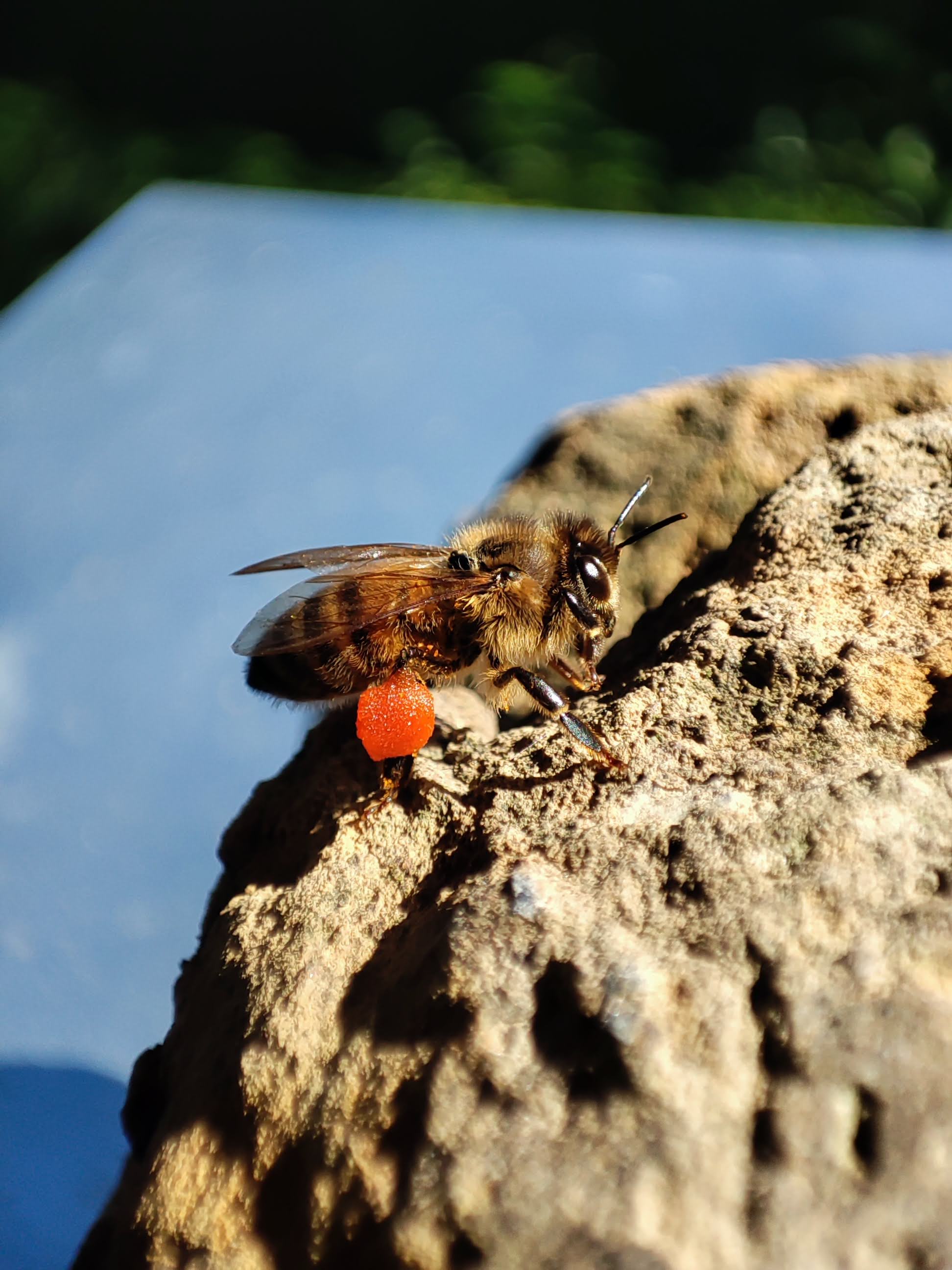 Ape con polline rosso