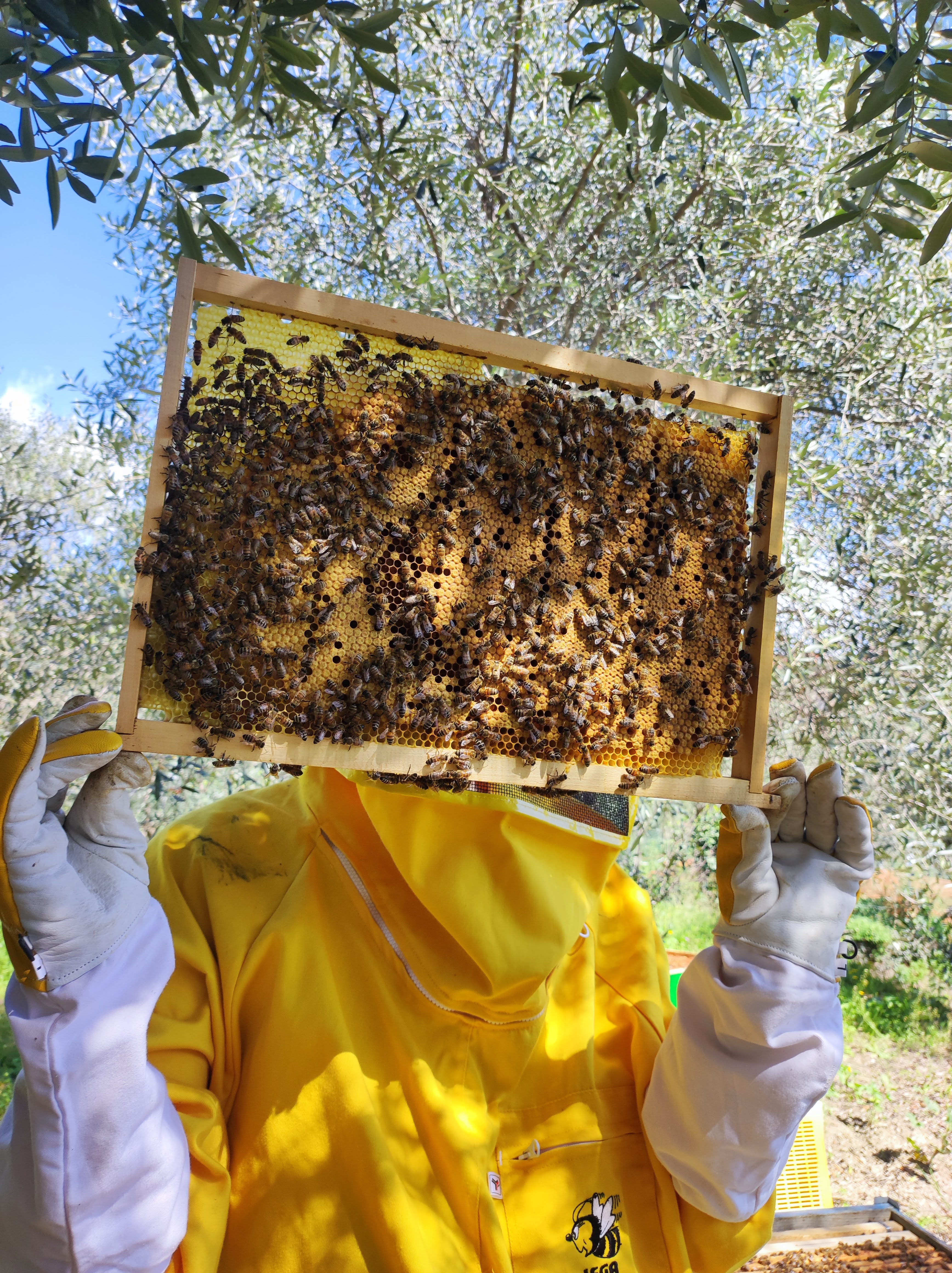 Telaio con api e miele