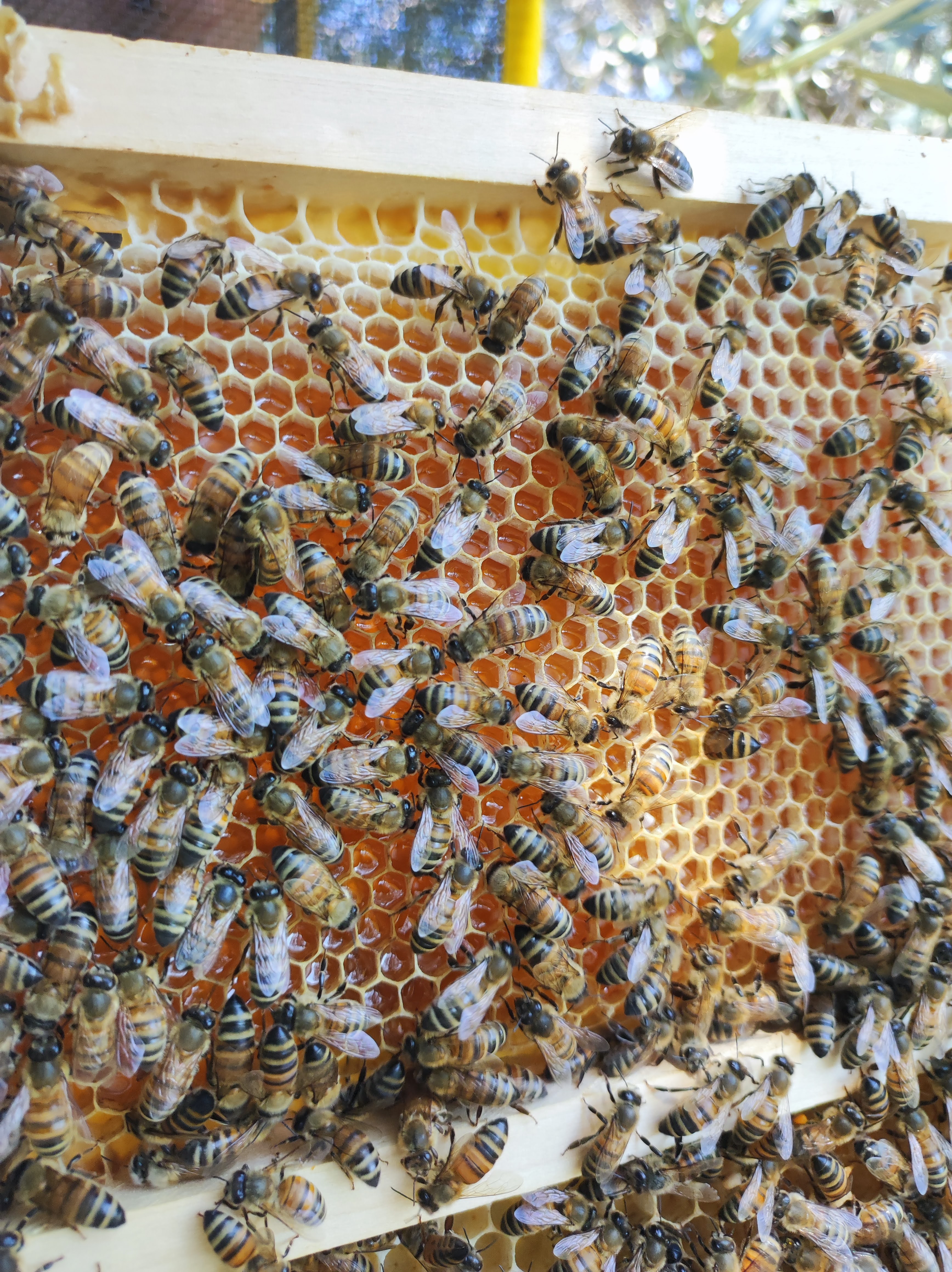 Favo con miele dorato