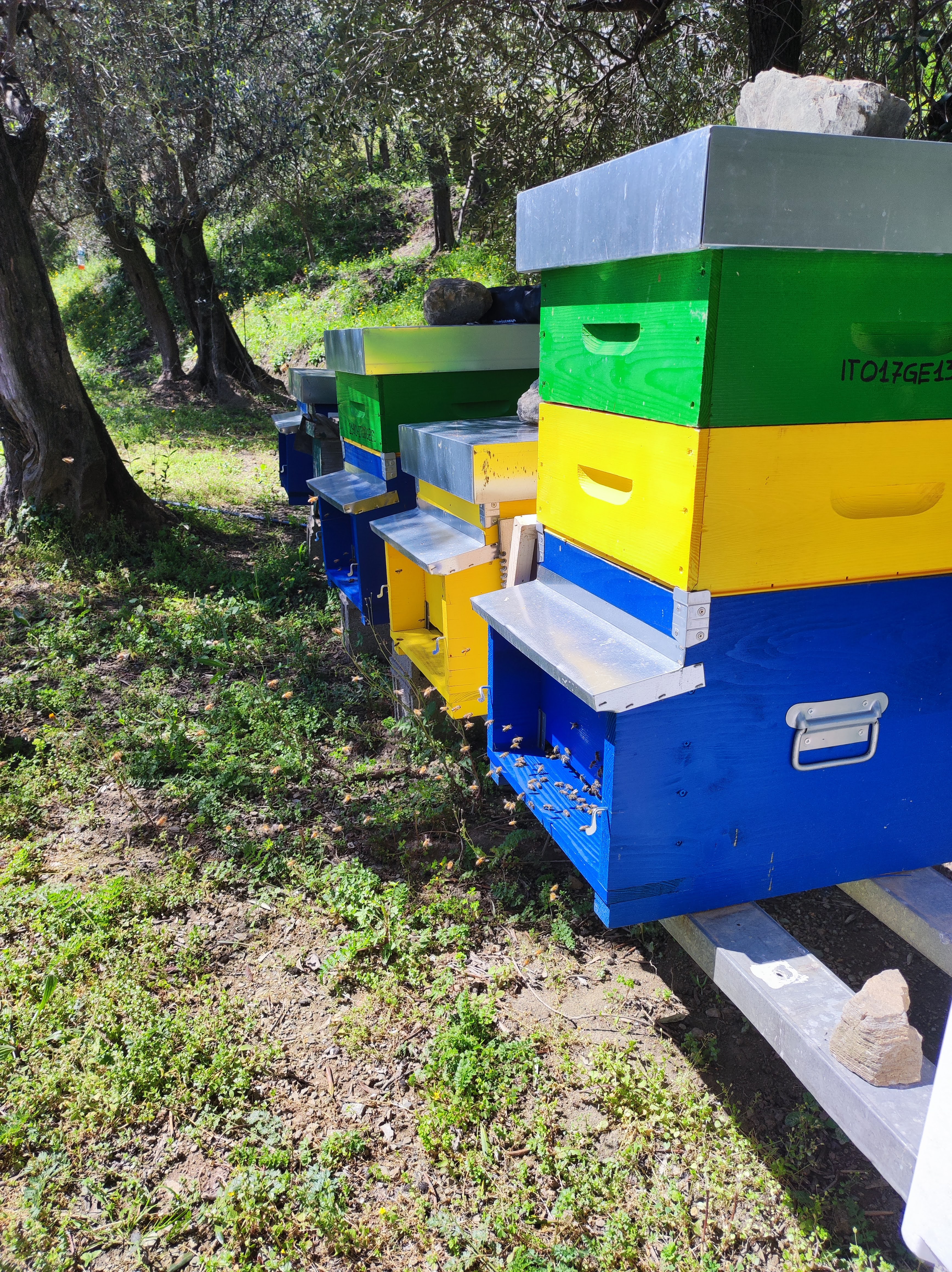 Arnie colorate nel bosco