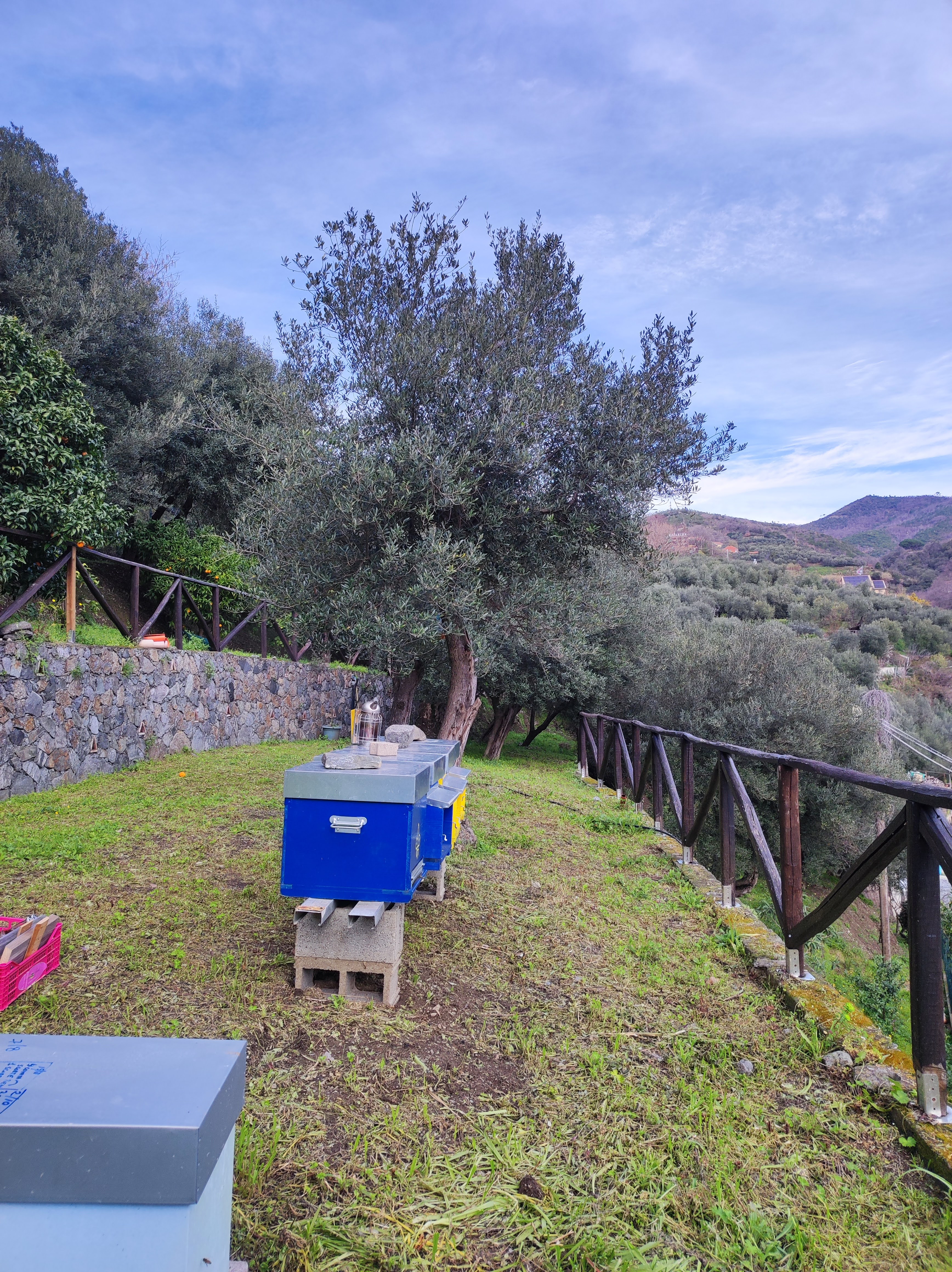 Apiario tra gli ulivi