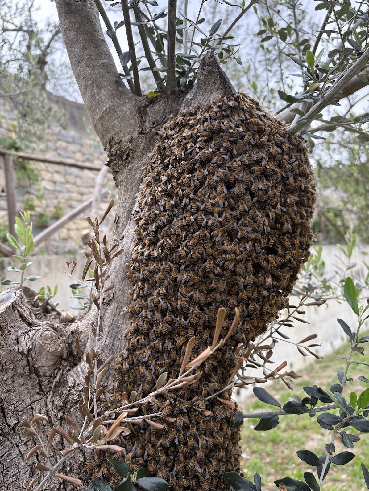 Sciame di api sull'ulivo