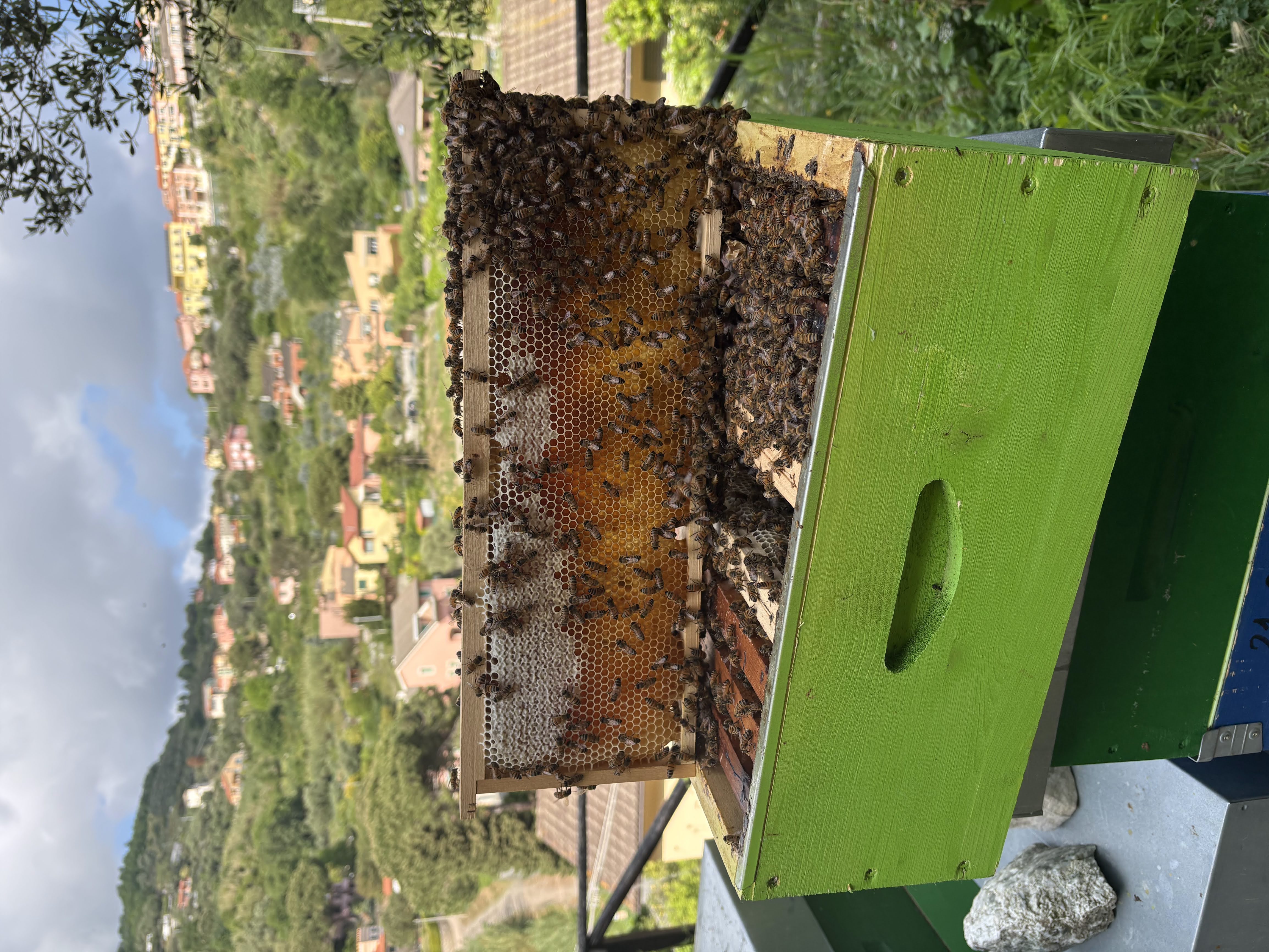 Telaio con api, sullo sfondo Celle Ligure