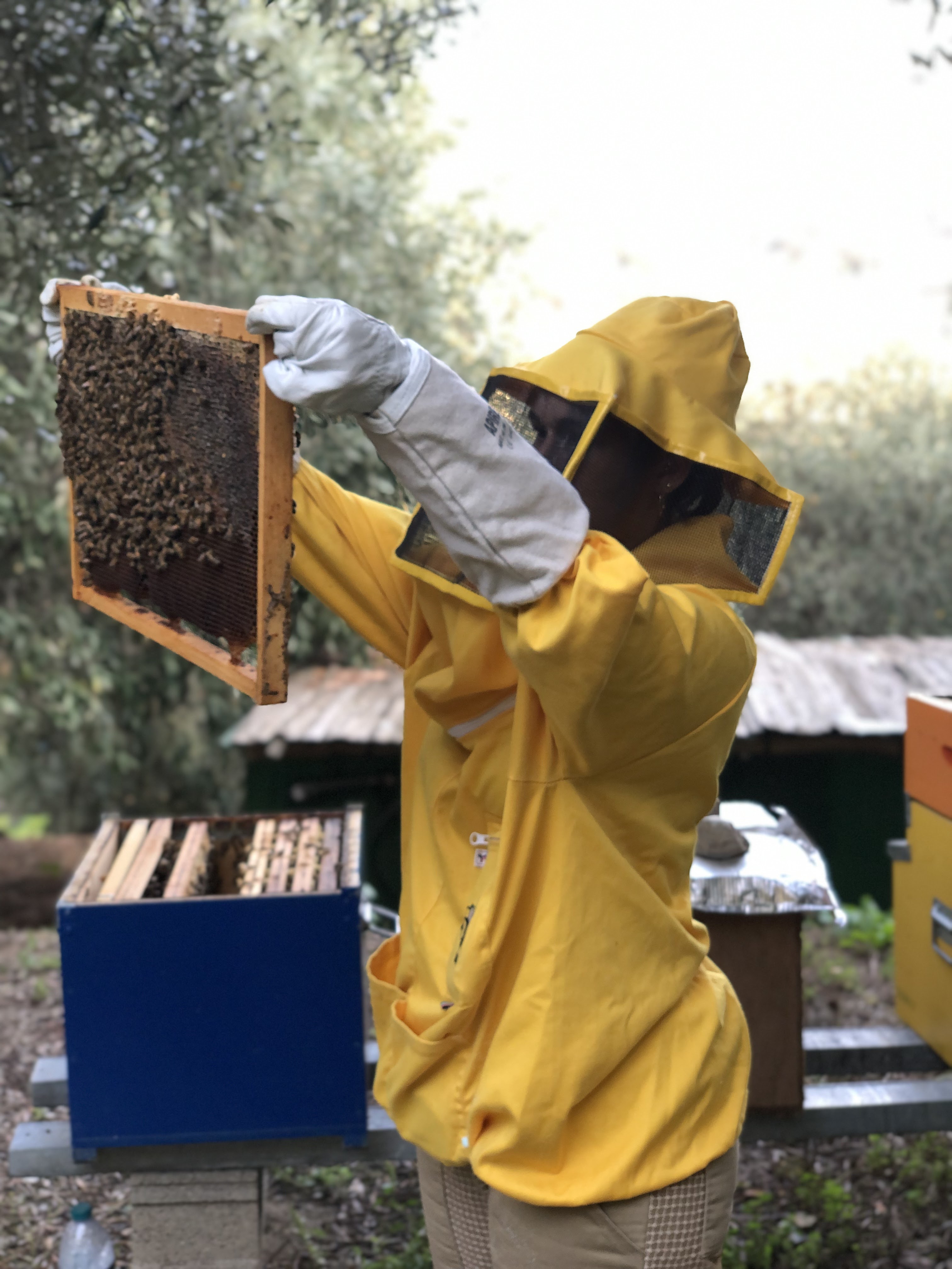 Apicoltore con telaio e api