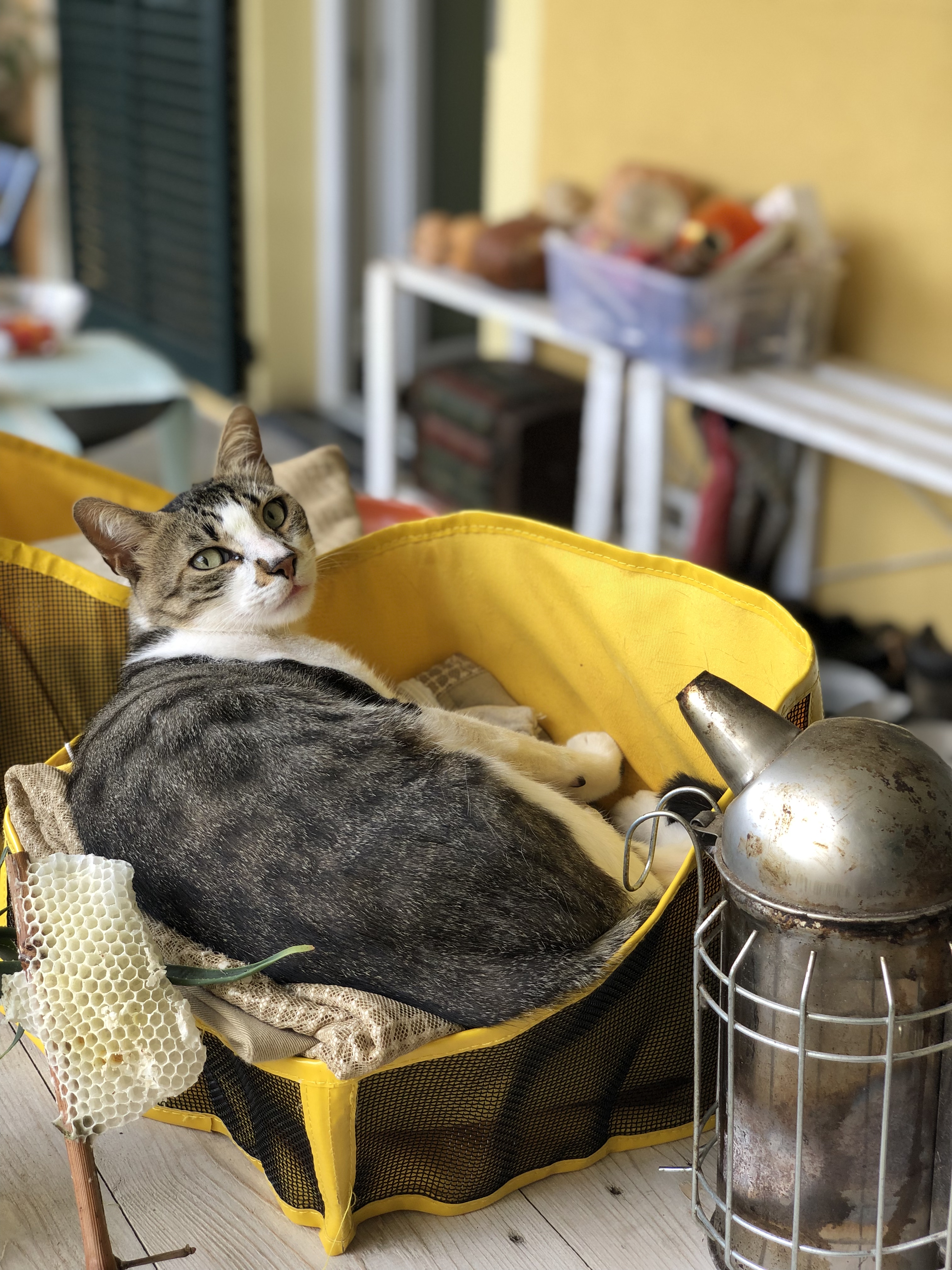 Il gatto dell'apiario nell'attrezzatura da apicoltore