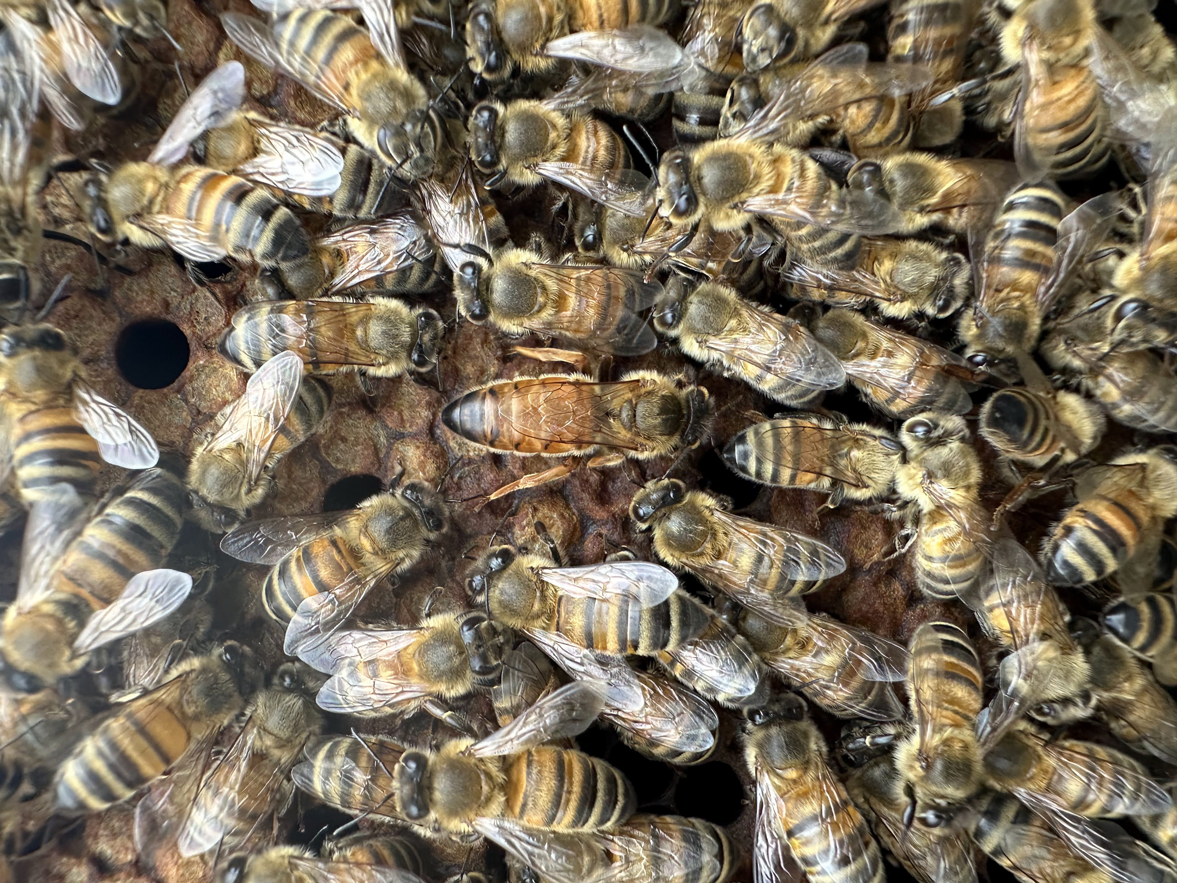 Regina circondata dalle api sul favo